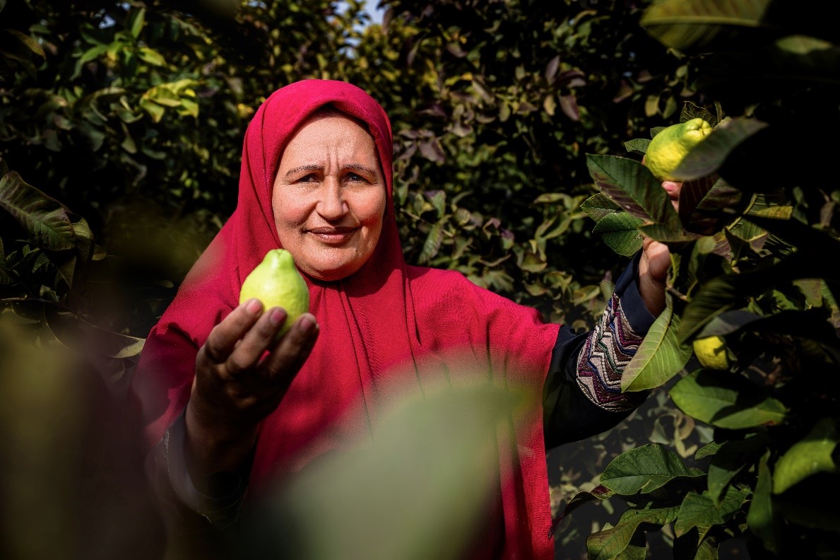 A woman farmer harvesting guavas in her orchard in Egypt